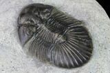 Scabriscutellum Trilobite - Morocco #171519-3